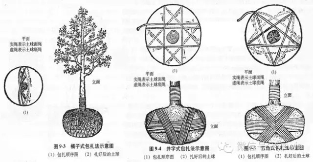 图解大树草绳移植技术