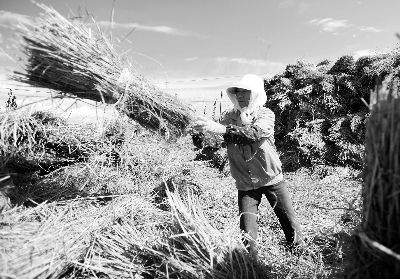 靖远县三滩乡中一村农民把稻草打捆用以编制草帘(10月14日摄)。