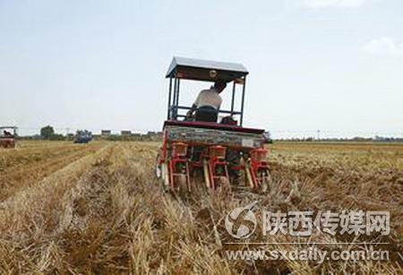 6月7日，三原县大程镇西张村农民，正在玉米免耕播种作业，同时将稻草翻入地下培肥地力。记者 吴莎莎 摄