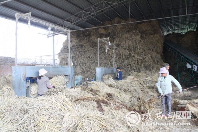 3草编合作社工人边剔除烂草边加工草支垫