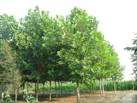 法桐带土球乔灌木栽植移植时随带原生长处土壤